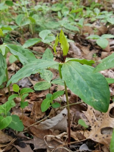 Trillium oostingii, photographed by Daniel McClosky