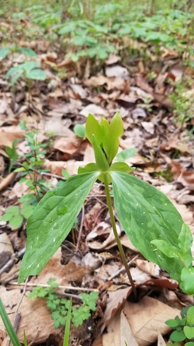 Trillium oostingii, photographed by Daniel McClosky