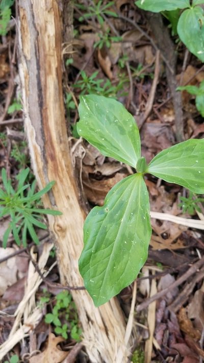 Trillium oostingii, photographed by Daniel McClosky