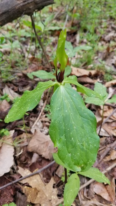 Trillium oostingii, photographed by Daniel McClosky