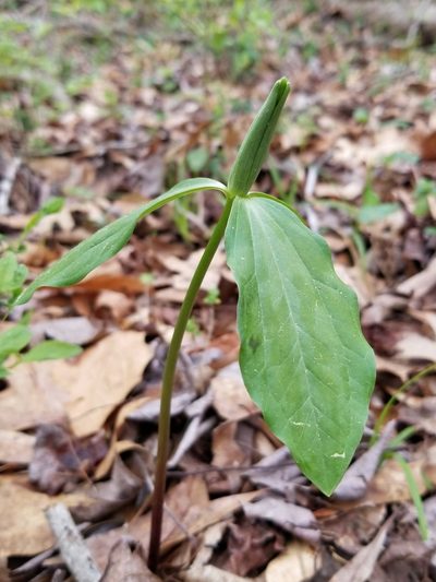 Trillium oostingii, photographed by Daniel McClosky