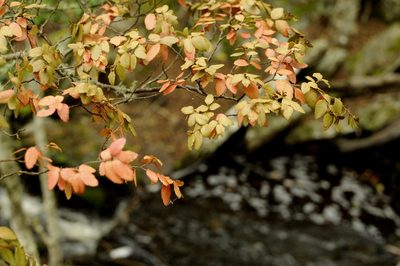 Nothofagus betuloides, photographed by cactusauria