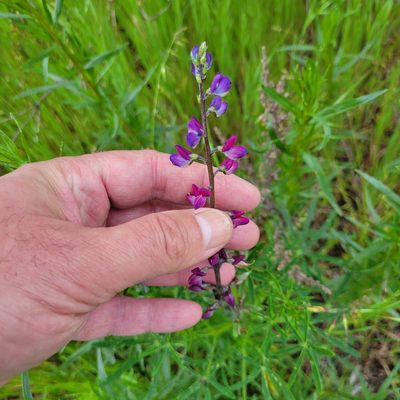 Lupinus truncatus, photographed by Dan Horowitz