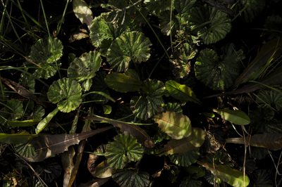 Gunnera magellanica, photographed by cactusauria