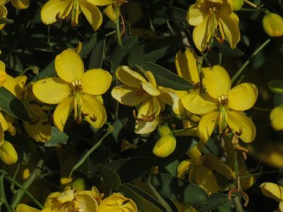 Senna corymbosa, photographed by Gustavo Puente