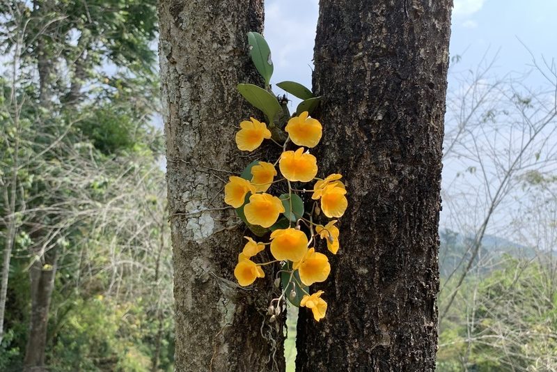Dendrobium lindleyi, photographed by Apichart Songsangchun