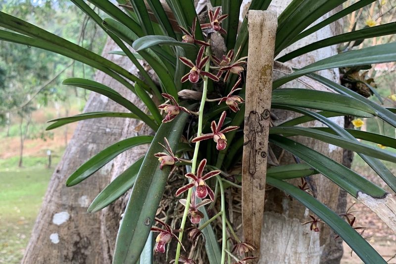 Cymbidium bicolor, photographed by Apichart Songsangchun