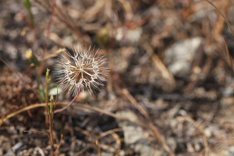 Microseris douglasii, photographed by Nicholas Wei