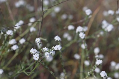 Cryptantha flaccida, photographed by Nicholas Wei