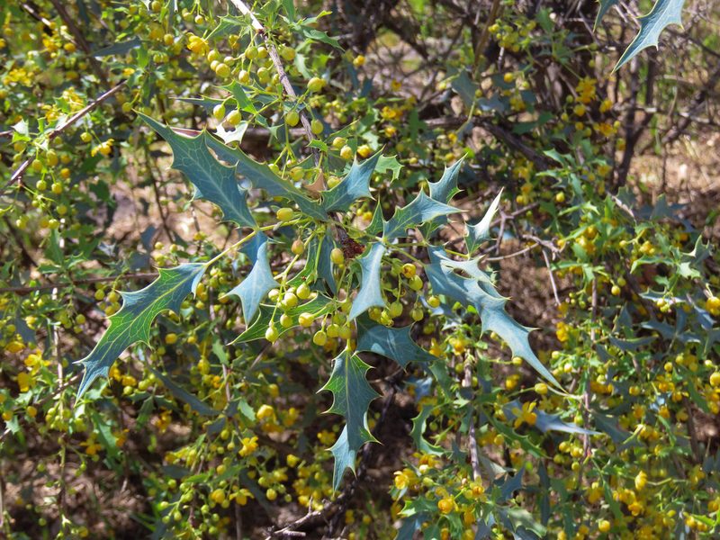Berberis haematocarpa, photographed by Alina Martin