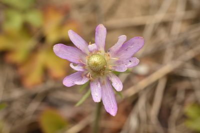 Anemone berlandieri, photographed by Luke Padon