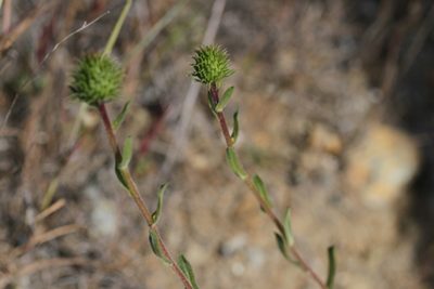 Grindelia hirsutula, photographed by Nicholas Wei