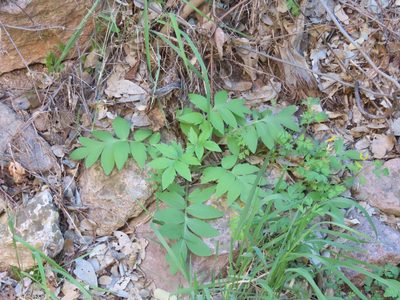 Hydrophyllum occidentale, photographed by Alina Martin