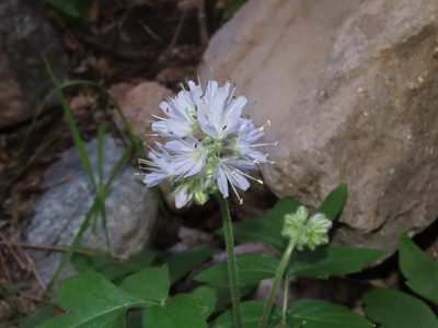 Hydrophyllum occidentale, photographed by Alina Martin