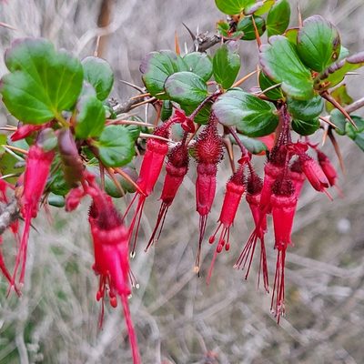 Ribes speciosum, photographed by Dan Horowitz