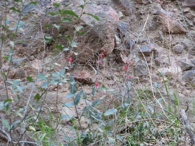Penstemon superbus, photographed by Alina Martin