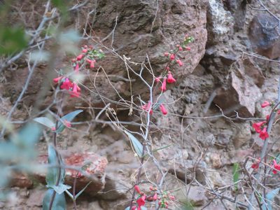 Penstemon superbus, photographed by Alina Martin