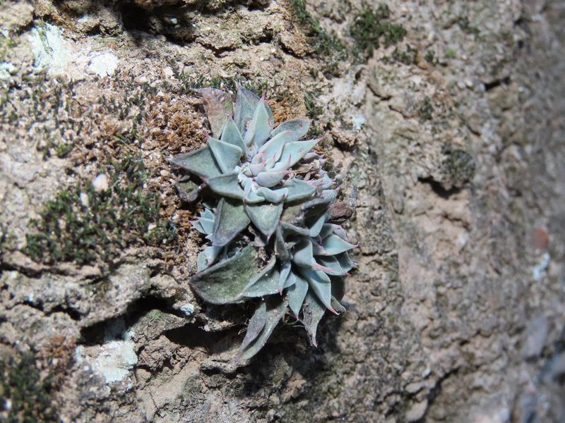 Graptopetalum rusbyi, photographed by Alina Martin