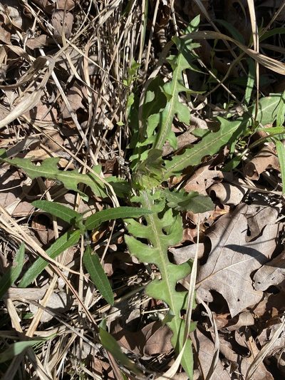 Lactuca hirsuta, photographed by Alan Weakley