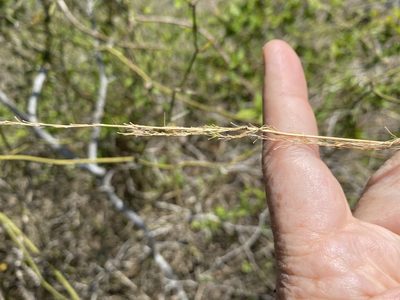 Sorghastrum nutans, photographed by Alan Weakley