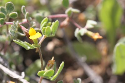 Acmispon wrangelianus, photographed by Nicholas Wei