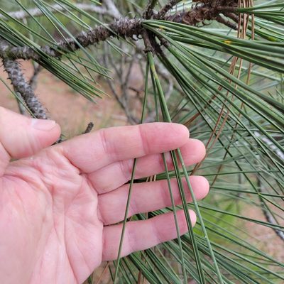 Pinus torreyana, photographed by Dan Horowitz