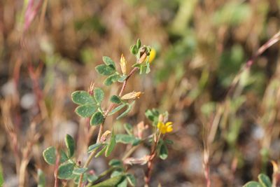 Acmispon wrangelianus, photographed by Nicholas Wei