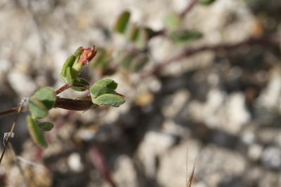 Acmispon wrangelianus, photographed by Nicholas Wei