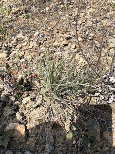 Elymus multisetus, photographed by Nicholas Wei