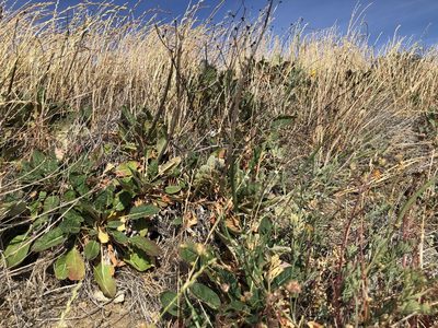 Eriogonum nudum, photographed by Nicholas Wei