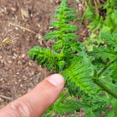 Phacelia ramosissima, photographed by Dan Horowitz