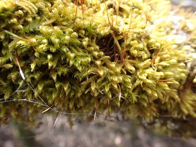 Sanionia uncinata, photographed by Randal