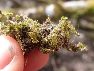 Homalothecium fulgescens, photographed by Randal