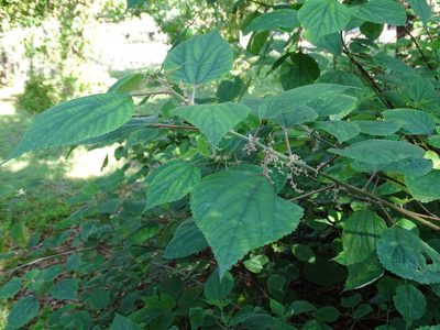 Boehmeria nivea, photographed by 雲一百香果