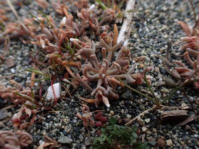 Claytonia exigua, photographed by Randal
