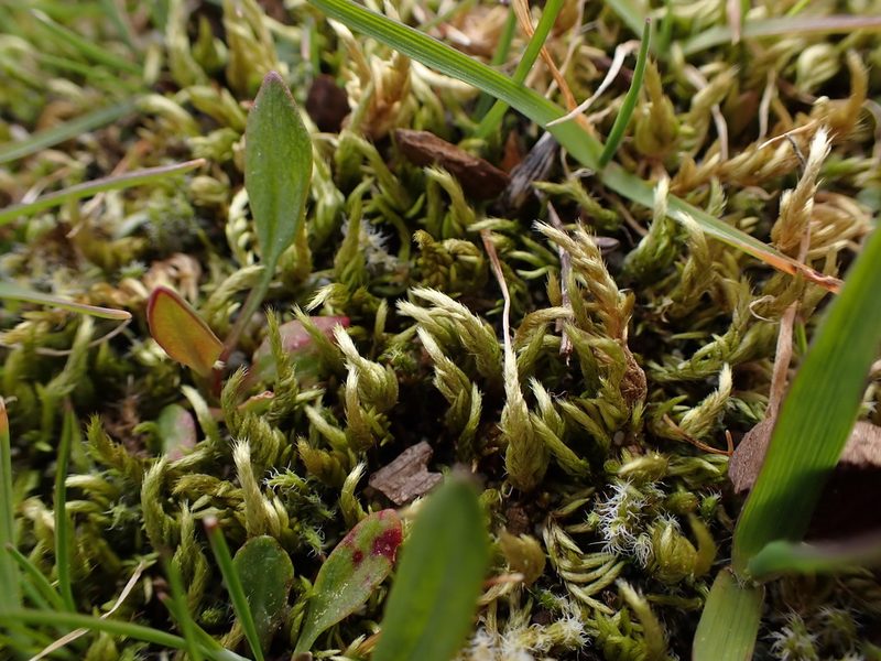 Homalothecium arenarium, photographed by Randal