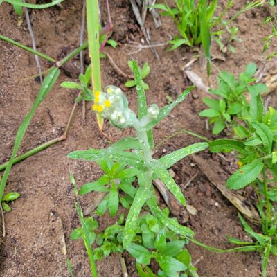 Pseudognaphalium stramineum