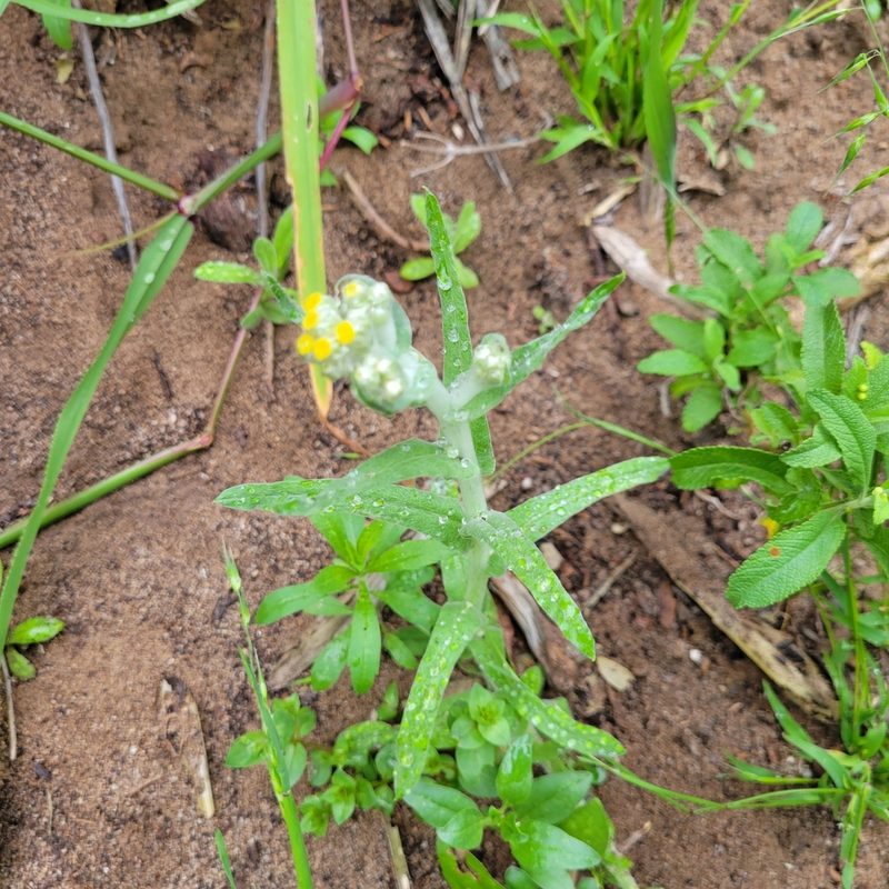 Pseudognaphalium stramineum, photographed by Dan Horowitz