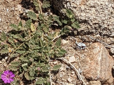 Allionia incarnata, photographed by Bruce Hartman