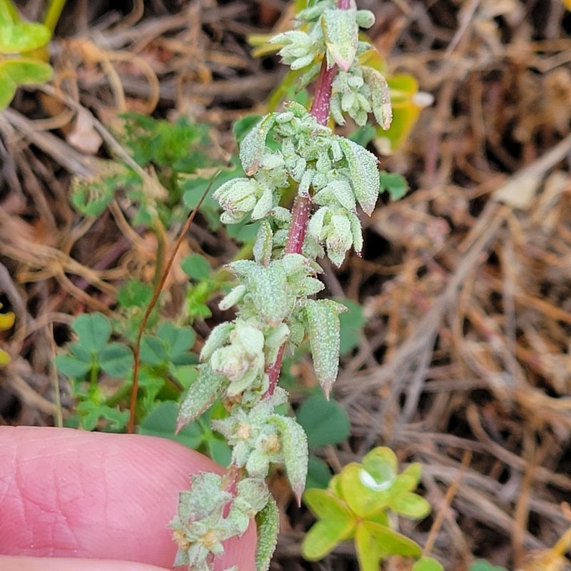 Extriplex californica, photographed by Dan Horowitz
