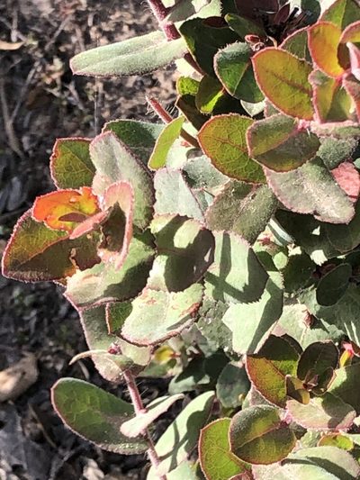 Arctostaphylos pajaroensis, photographed by Adam Wachtel