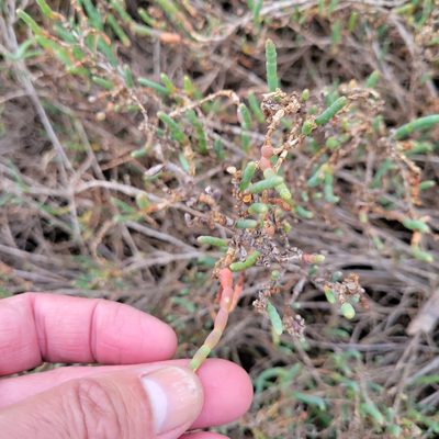 Salicornia pacifica, photographed by Dan Horowitz