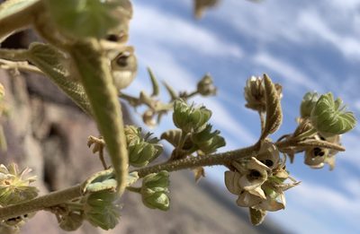 Horsfordia newberryi