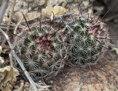 Cochemiea grahamii, photographed by mark-groeneveld