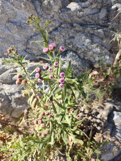 Pluchea parvifolia, photographed by Abraham Sánchez Romero