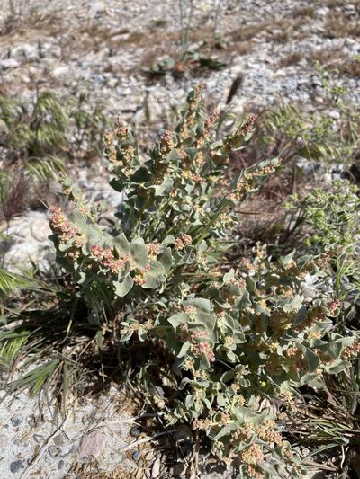 Atriplex parryi, photographed by Matt Berger
