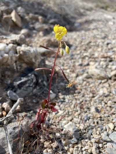 Chylismia munzii, photographed by Matt Berger