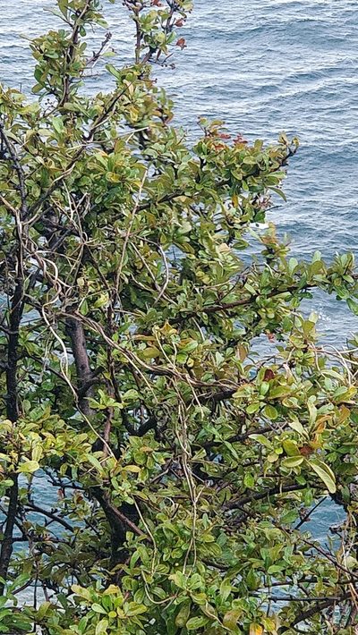 Chamaemeles coriacea, photographed by Vítor Jorge