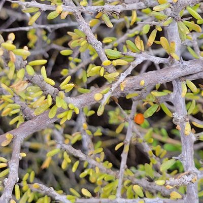 Lycium californicum
