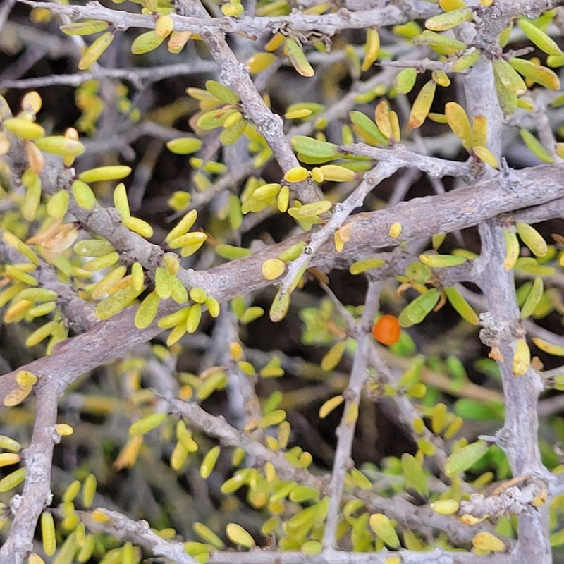 Lycium californicum, photographed by Dan Horowitz